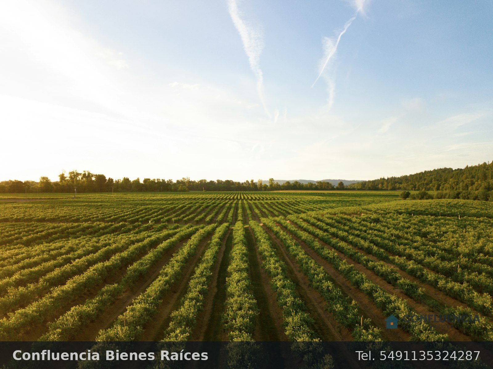 Chacra frutícola de 18 hectáreas en Allen, foto 2